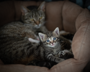 is it safe for cats to eat from garbage - Featured image