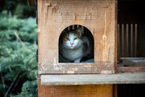 is it safe for cats to eat leftovers - Featured image