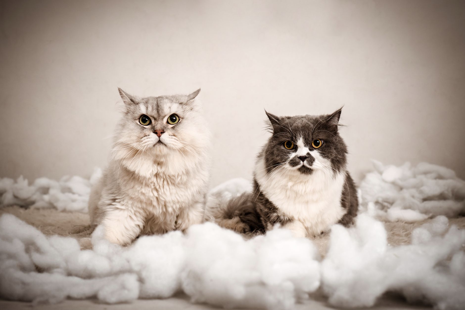 is it safe for cats to exercise indoors - Featured image