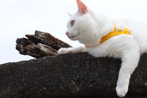 is it safe for cats to go on walks with harness - Featured image