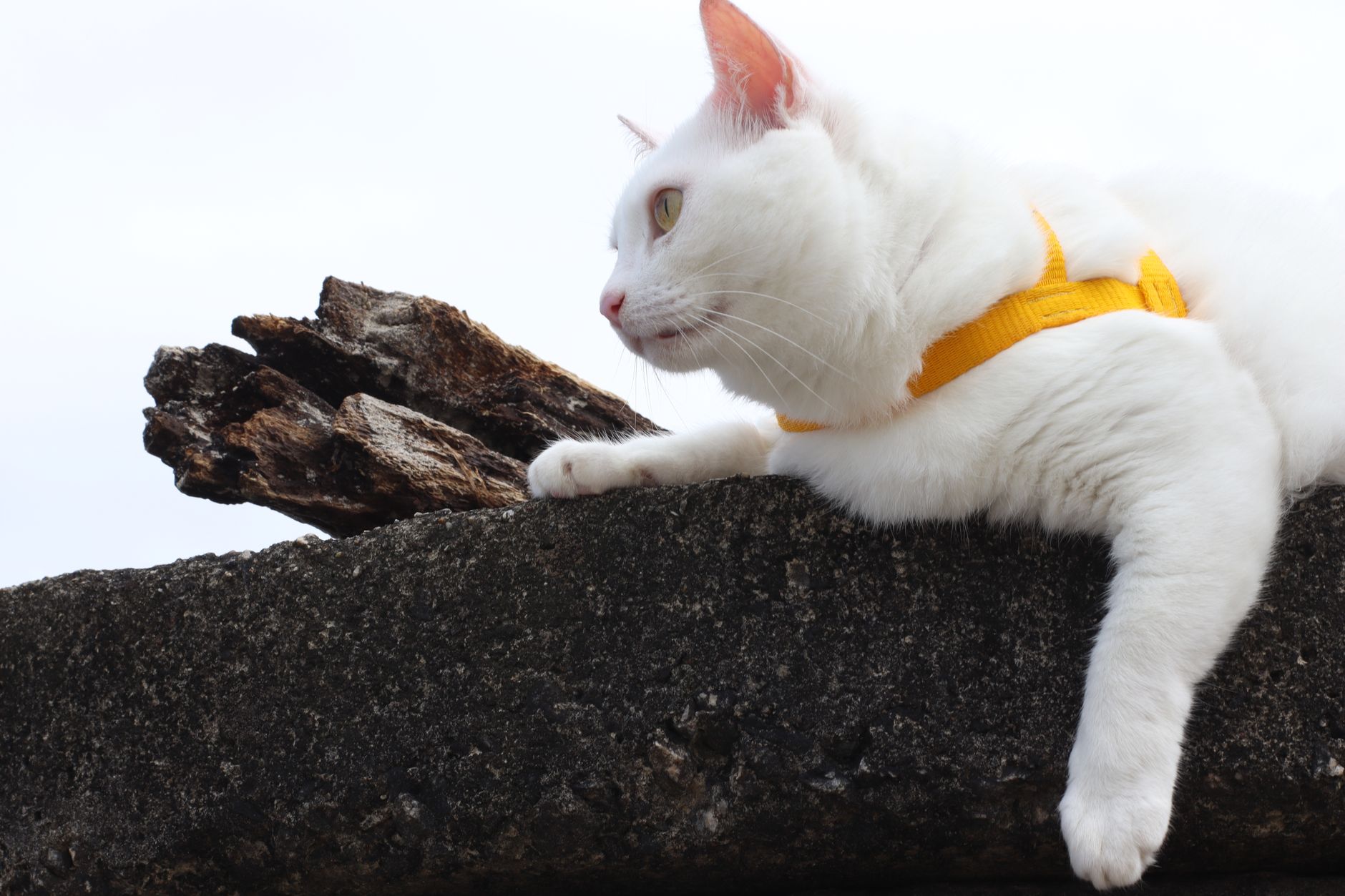 is it safe for cats to go on walks with harness - Featured image