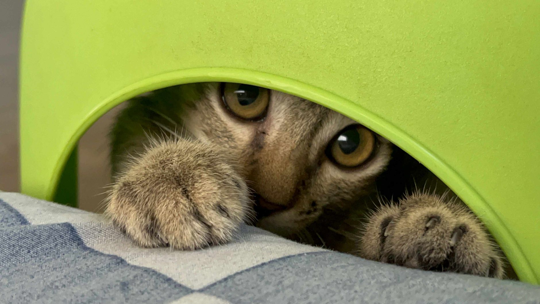 is it safe for cats to groom themselves excessively - Featured image