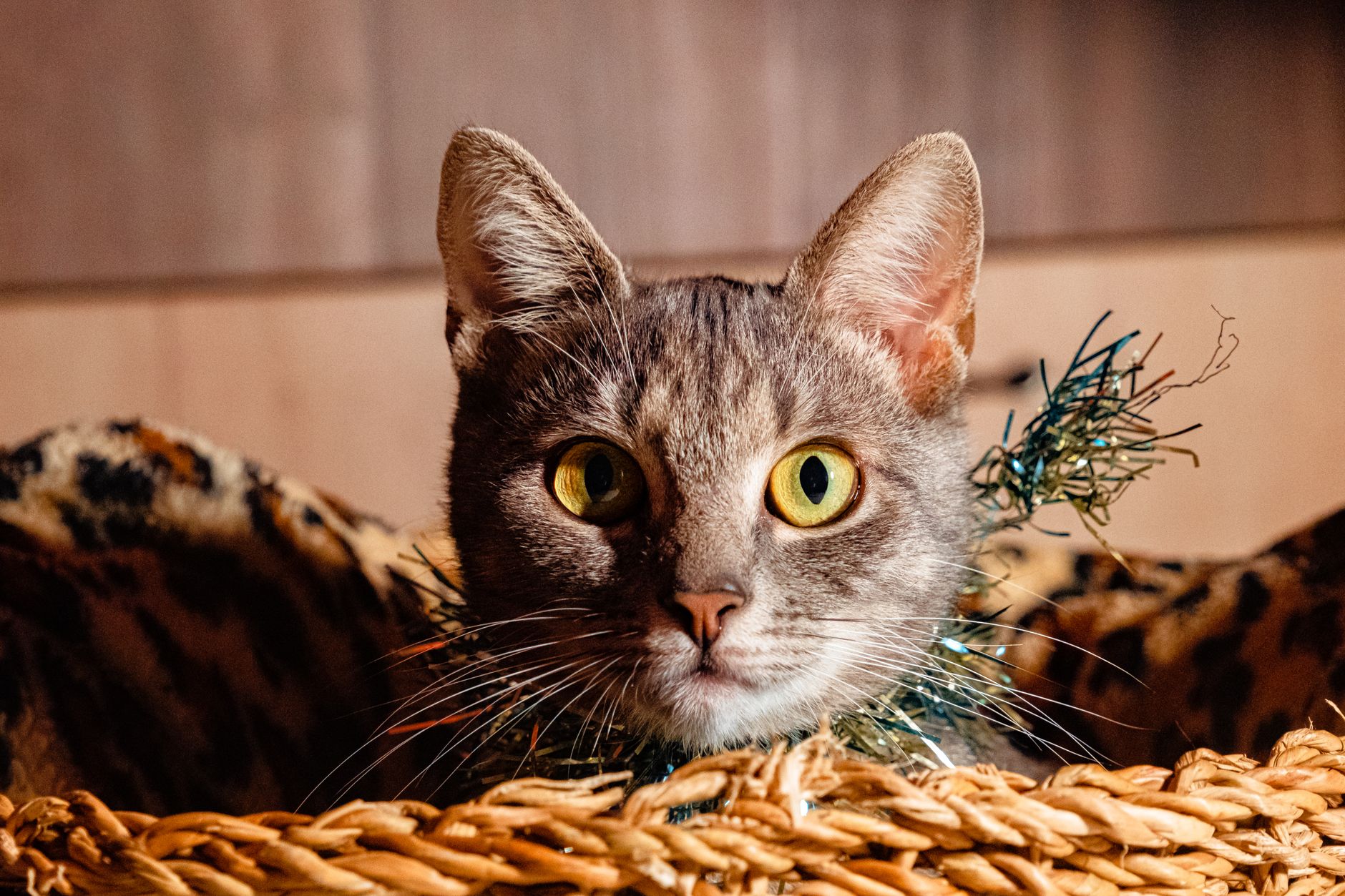 is it safe for cats to hold urine too long - Featured image