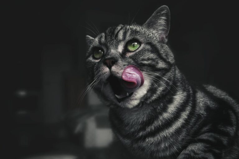 is it safe for cats to lick dishes after dishwasher - Featured image
