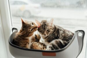 is it safe for cats to lick dishes before washing - Featured image