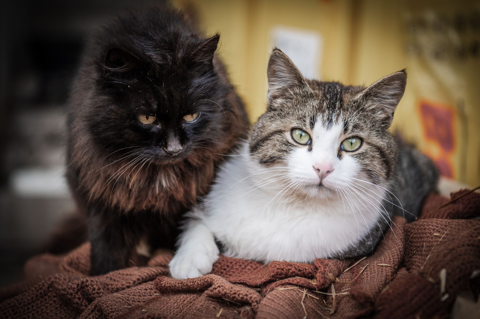 is it safe for cats to lick plates after meals - Featured image