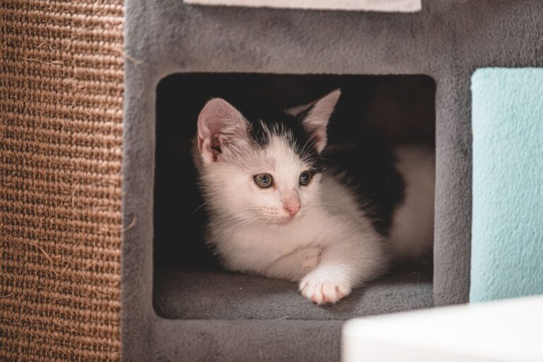 is it safe for cats to meet a new baby - Featured image