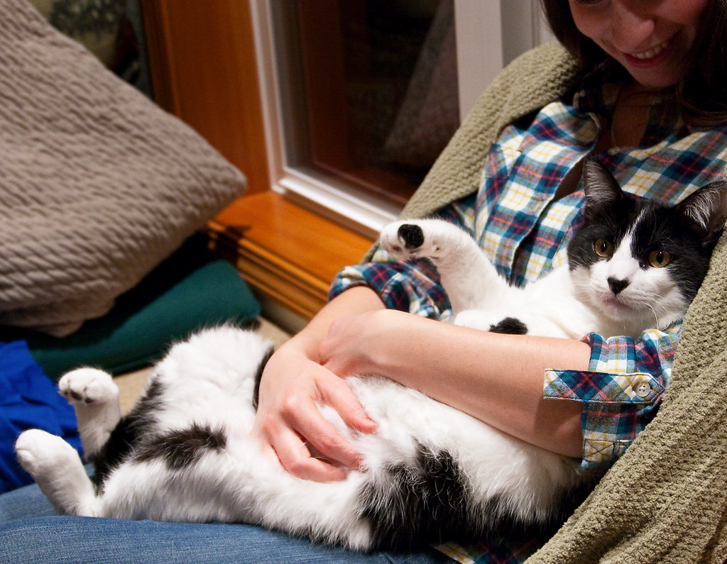 is it safe for cats to smell essential oils - Featured image