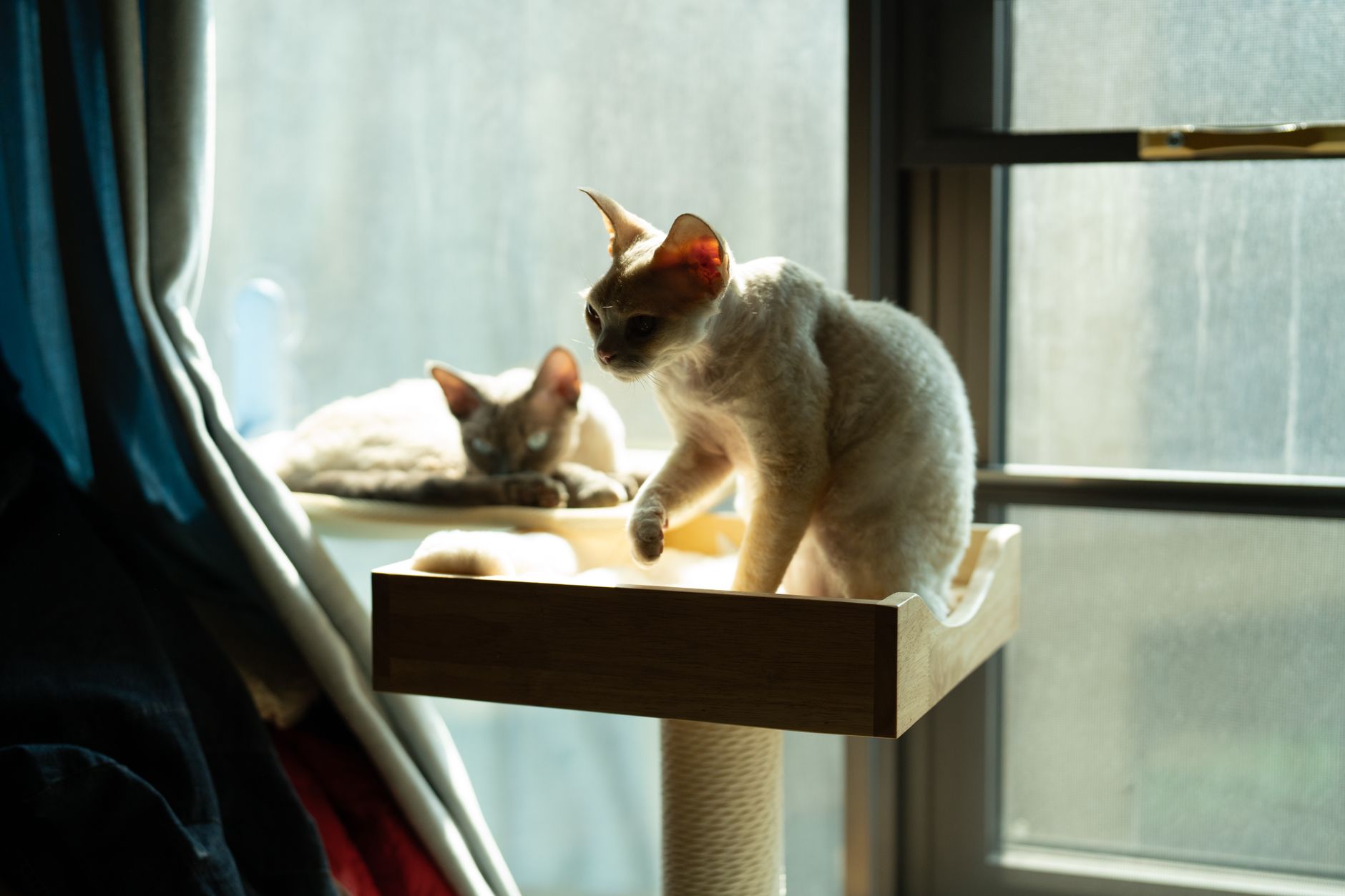 is it safe for cats to stay awake all night - Featured image