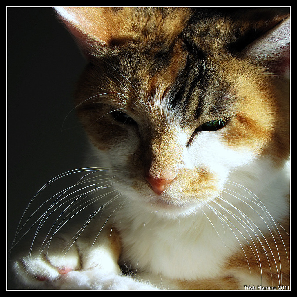 is it safe for cats to take ibuprofen - Featured image