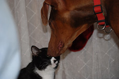 is it safe for cats to use essential oils - Featured image