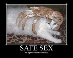 is it safe for cats to use flea shampoo - Featured image