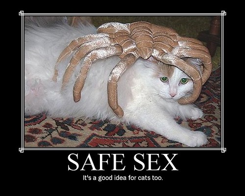 is it safe for cats to use flea shampoo - Featured image