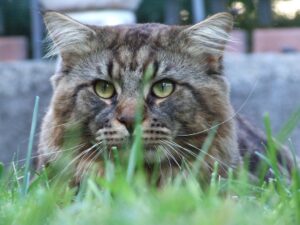 is it safe for cats to use litter with fragrance - Featured image