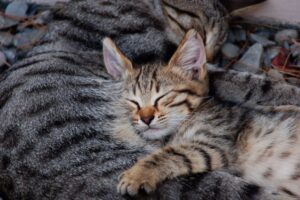 is it safe for cats to use wood litter - Featured image