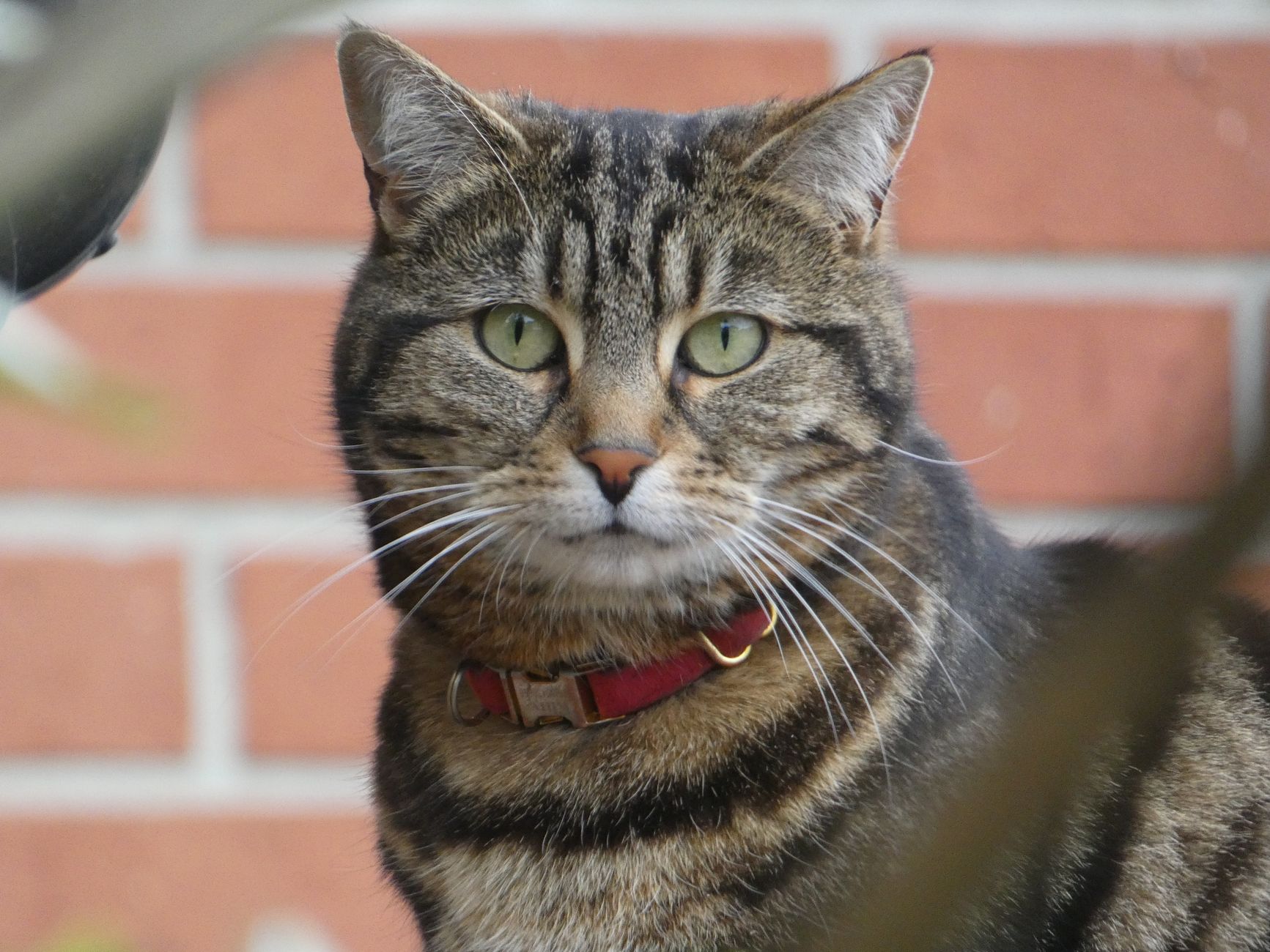 is it safe for cats to wear bells - Featured image