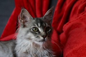 Maine Coon Kitten Adopts and Cares for Newborn Chick in Sweet Footage - Featured image