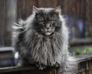 Maine Coon Kitten Litter Displays Complex Color Genetics From Parent Pair - Featured image