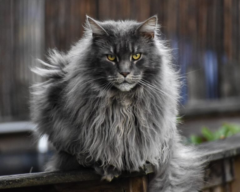 Maine Coon Kitten Litter Displays Complex Color Genetics From Parent Pair - Featured image