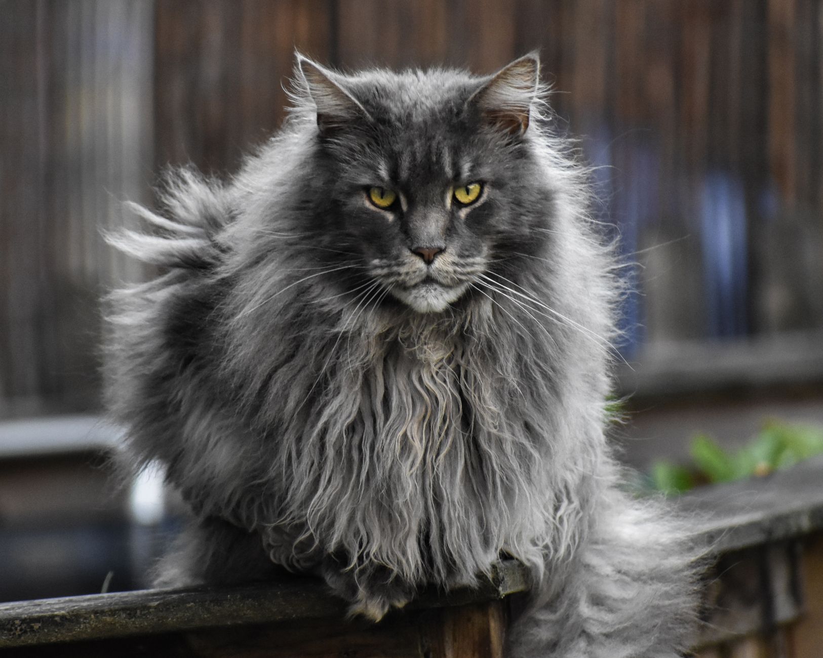 Maine Coon Kitten Litter Displays Complex Color Genetics From Parent Pair - Featured image