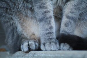Muddy Paws adoption event introduces rescue kittens to new families - Featured image
