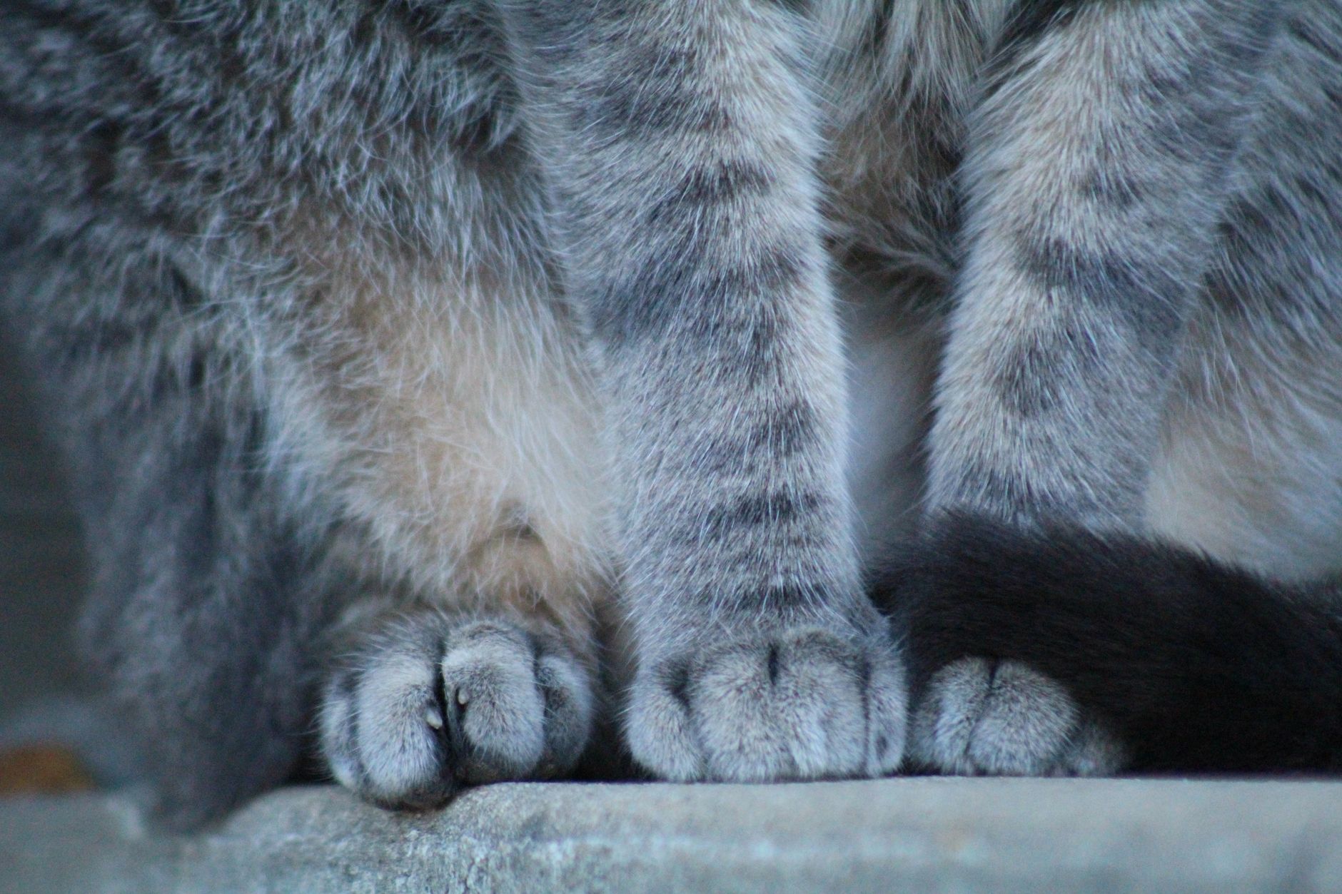 Muddy Paws adoption event introduces rescue kittens to new families - Featured image