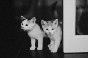 Nervous Kitten's First Day Home: How To Ease Your Cat's Moving Stress - Featured image