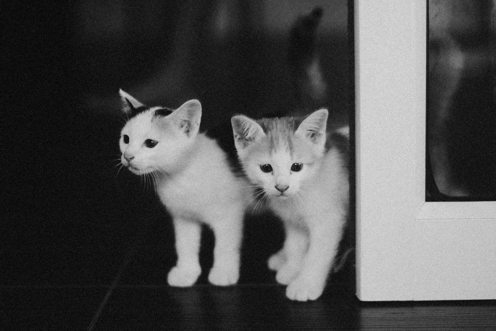 Nervous Kitten's First Day Home: How To Ease Your Cat's Moving Stress - Featured image
