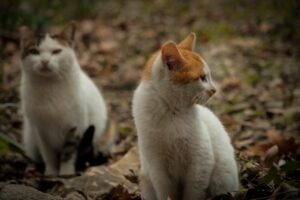 Numerous Cats Discovered Deserted in Sharonville Ohio Hotel Room Scenario - Featured image
