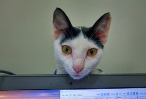 Popular internet kitten Bug needs advanced medical treatment in Fayetteville - Featured image