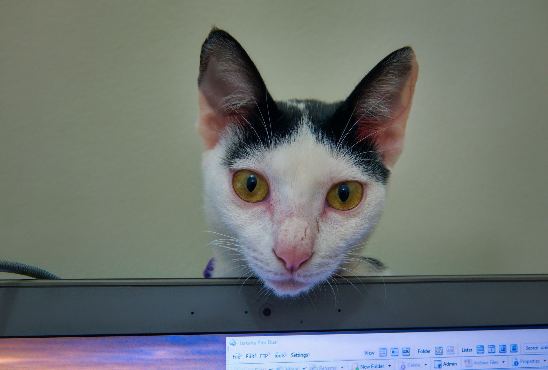 Popular internet kitten Bug needs advanced medical treatment in Fayetteville - Featured image