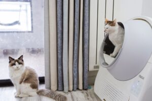 Premium Automated Cat Litter Box Marked Down to Just $499 for Prime Day - Featured image
