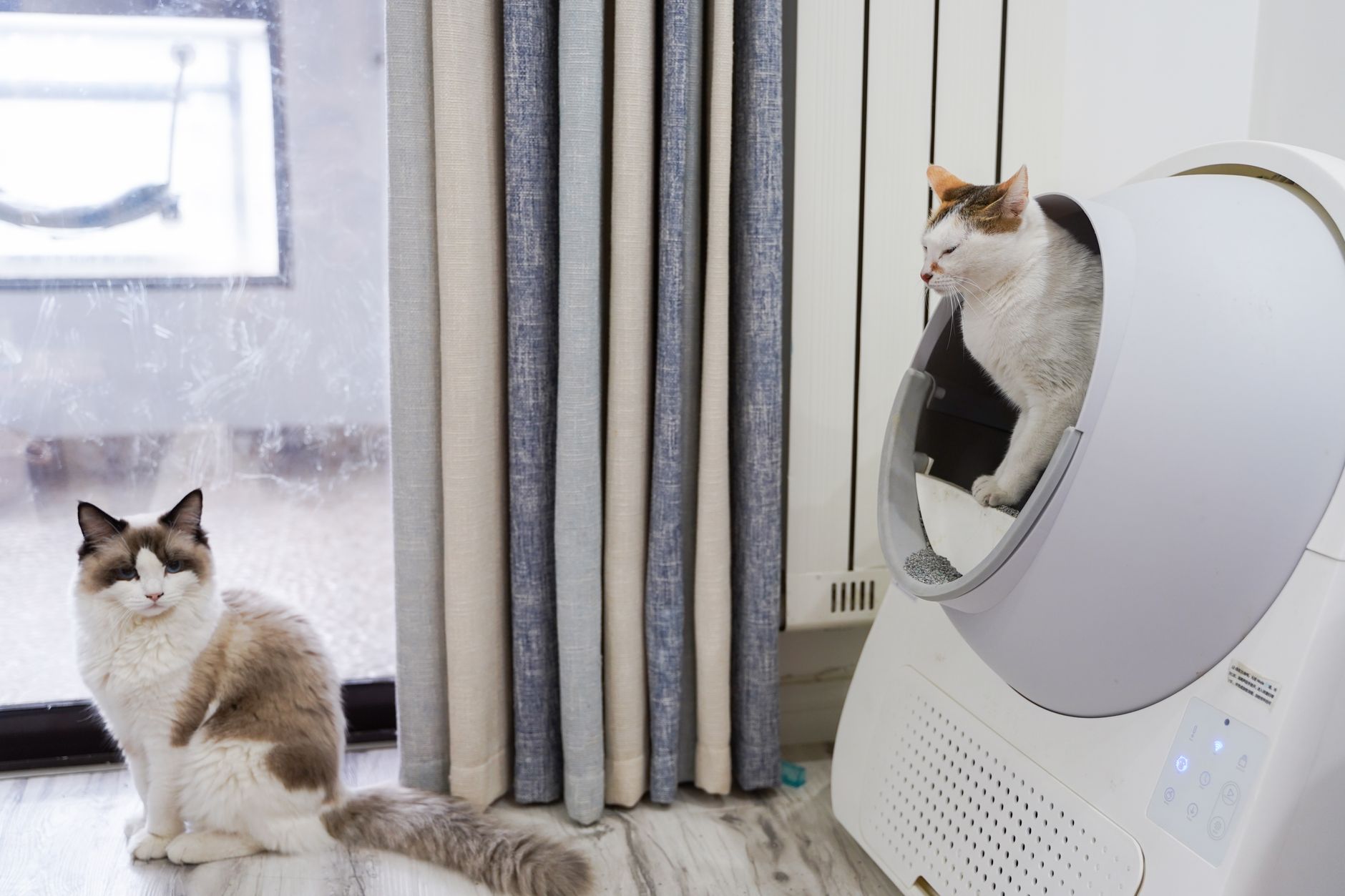 Premium Automated Cat Litter Box Marked Down to Just $499 for Prime Day - Featured image