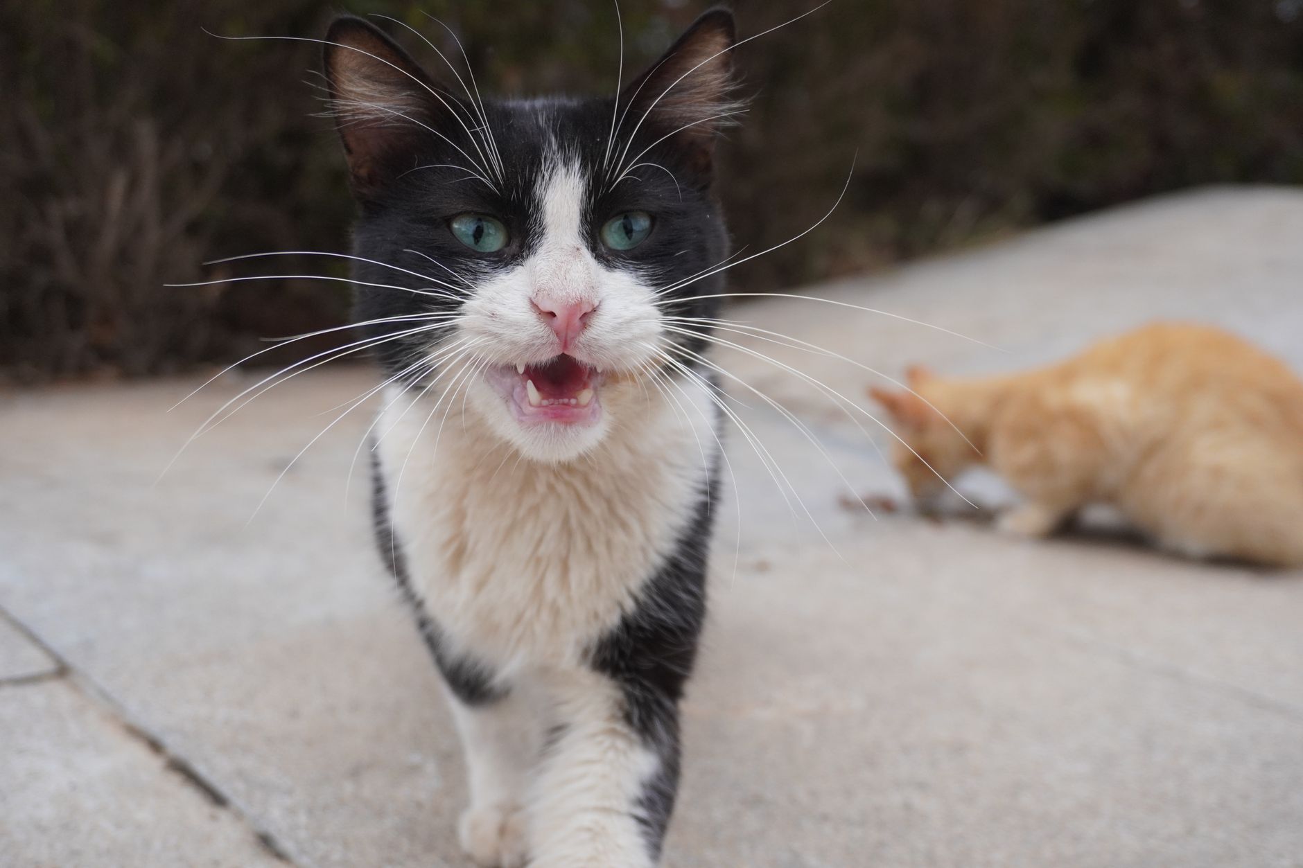 Rabies Case Documented Among Wild Feline Population in Suffolk County - Featured image