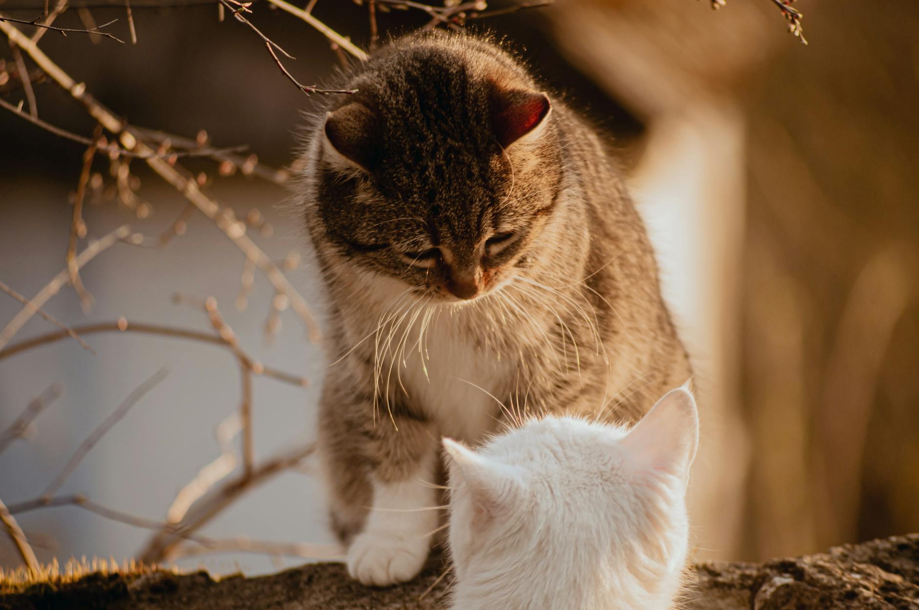 Recognizing Poisoning Symptoms in Your Cat