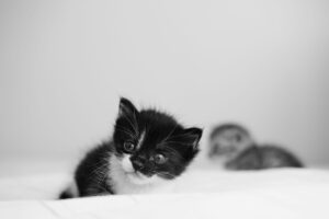 Record Kitten Intake Overwhelms Iowa Animal Shelters This Spring - Featured image