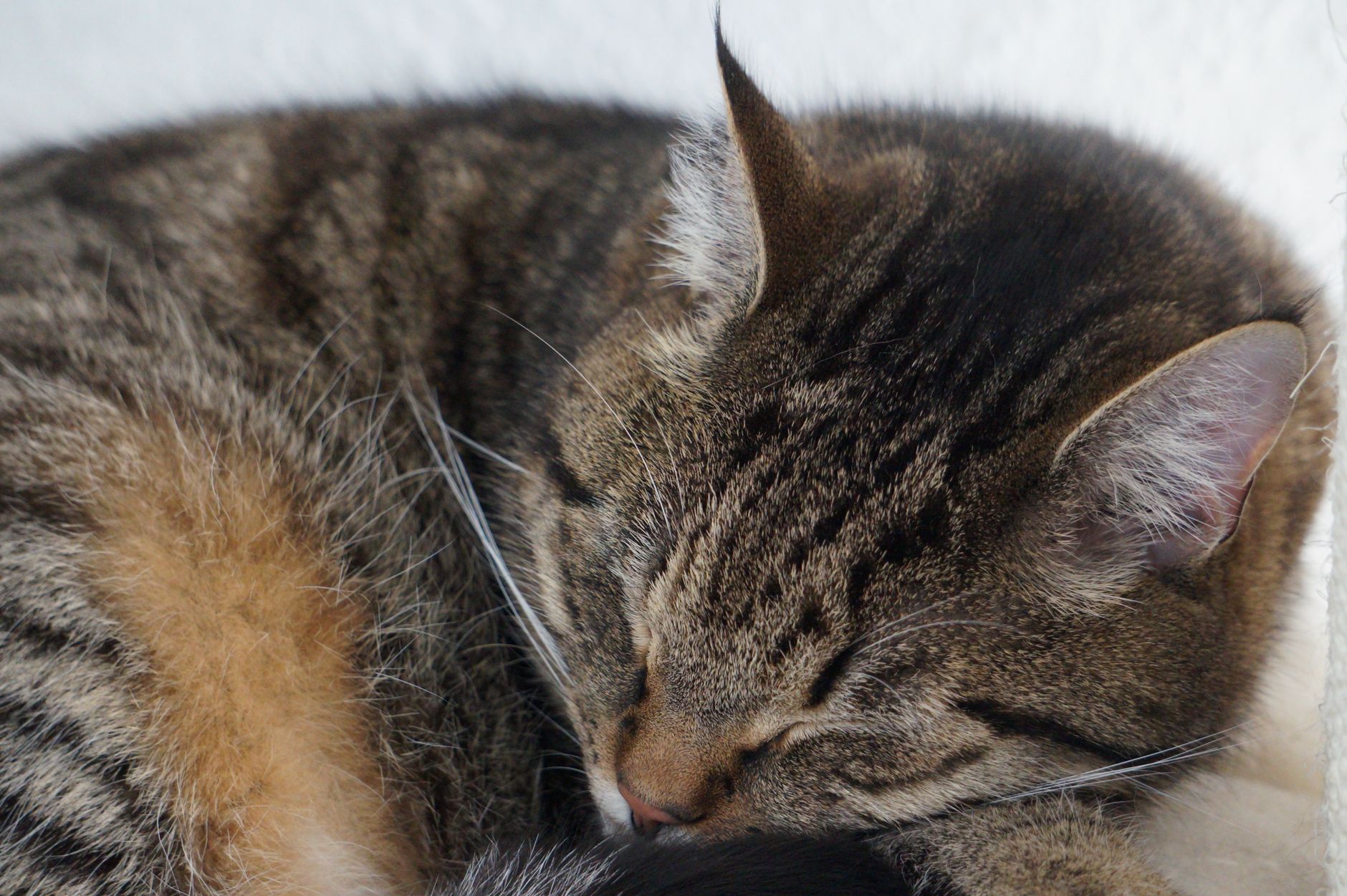 Roscoe the Striped Feline Needs Loving Permanent Family at Local Shelter - Featured image
