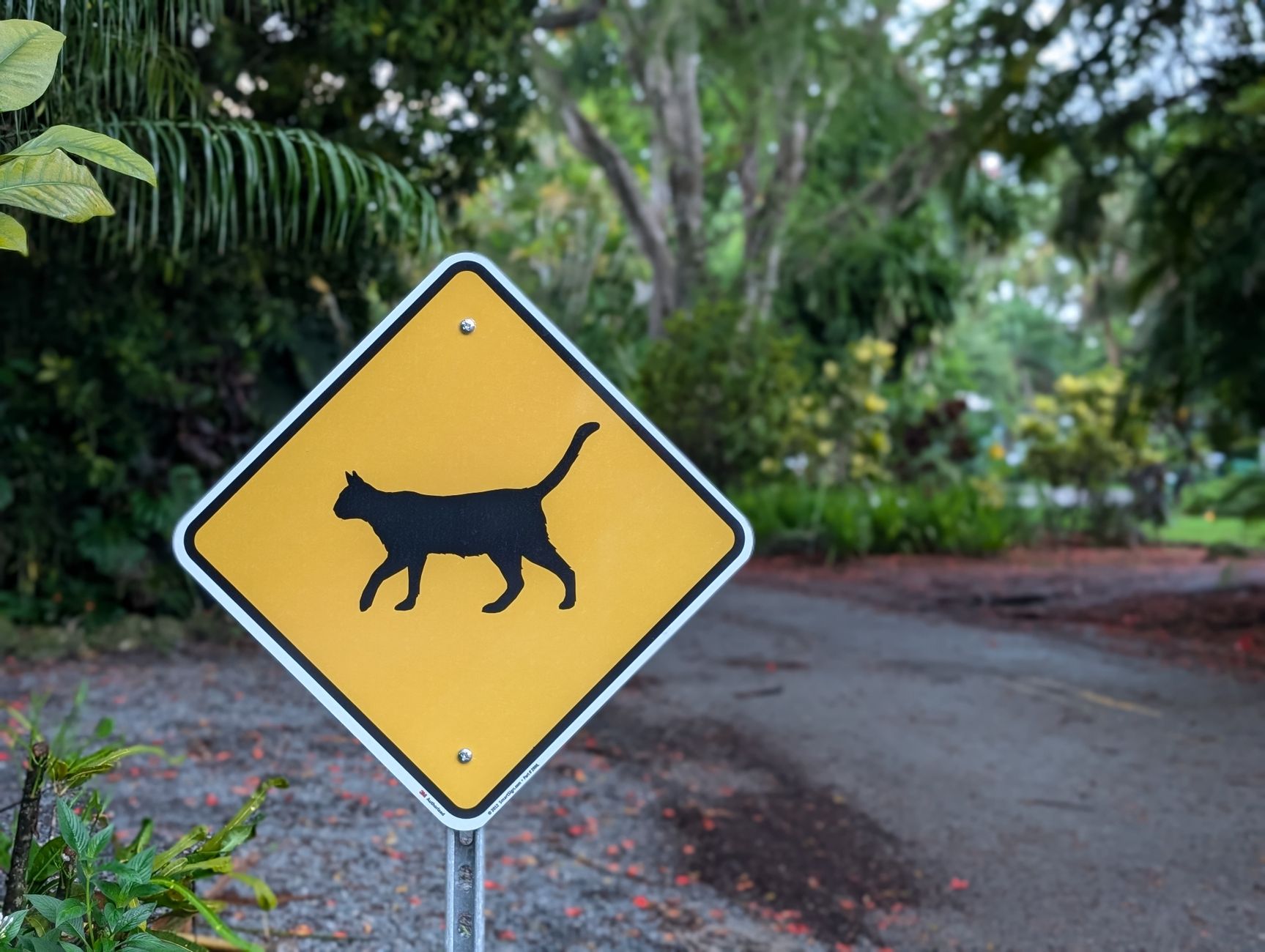 Safety Intervention Reveals Multiple Neglected Cats In Crisis Living Conditions During Home Visit - Featured image