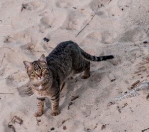 Sand cat colony discovered in Libya through viral video lead - Featured image