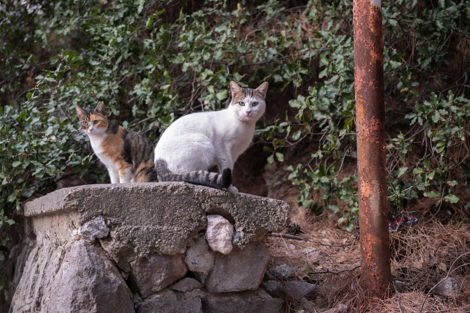 Stray Cat Escapes Auto Dealership Compound and Pleads for Rescue from Stranger - Featured image