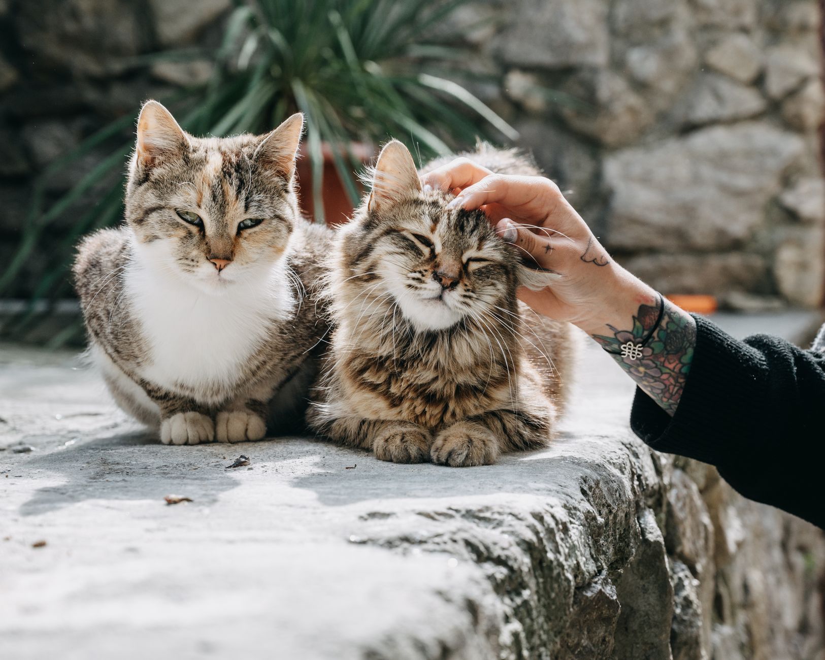 Sweet connection blooms between fearless rescue bird and skeptical family cat - Featured image