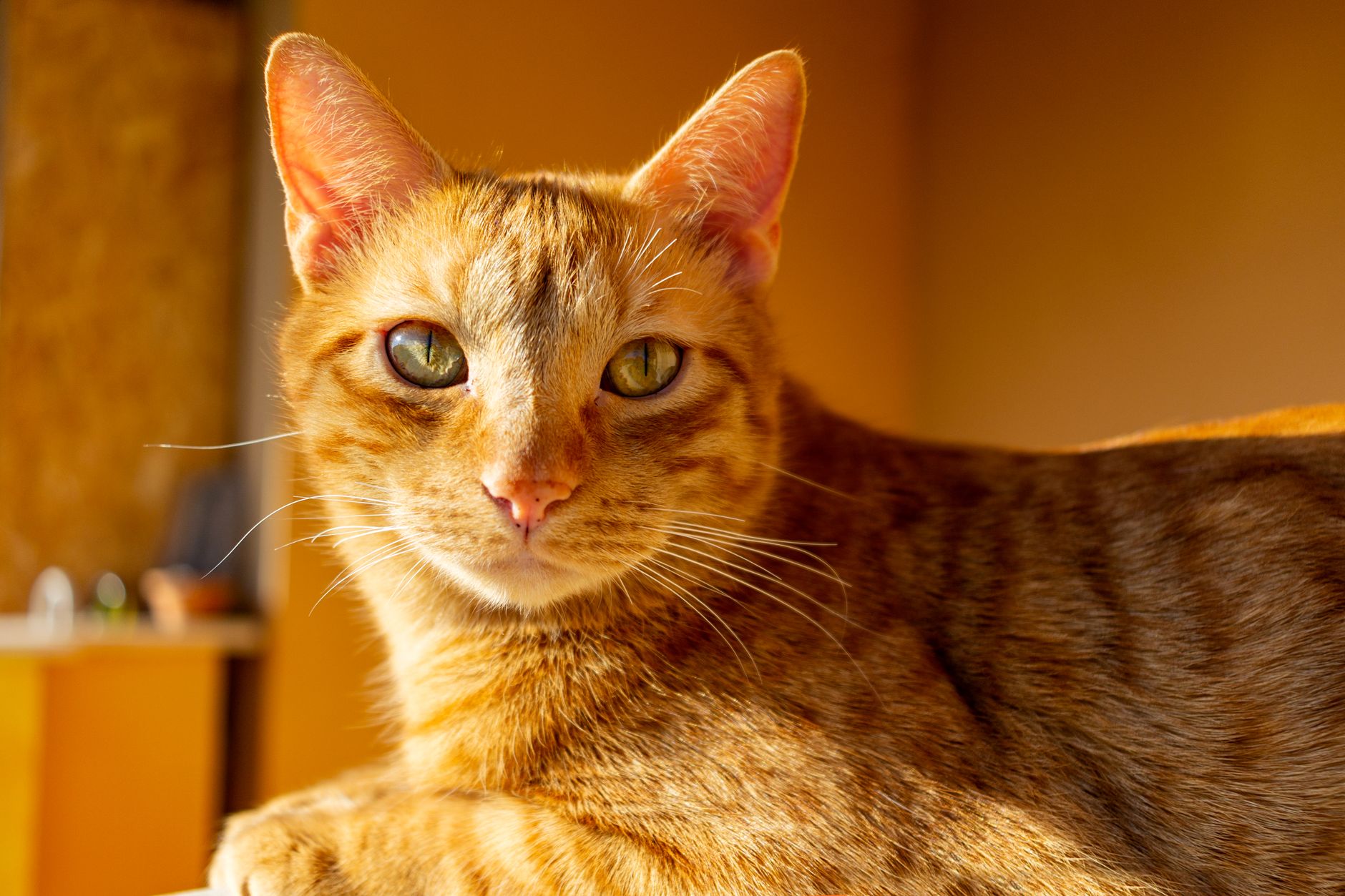 Tabby Cat Shows Exaggerated Cartoon-Like Actions When Encouraged To Play - Featured image