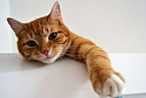 Tabby Cats Explained: Characteristics, Behaviors and Why They're Beloved Pets - Featured image