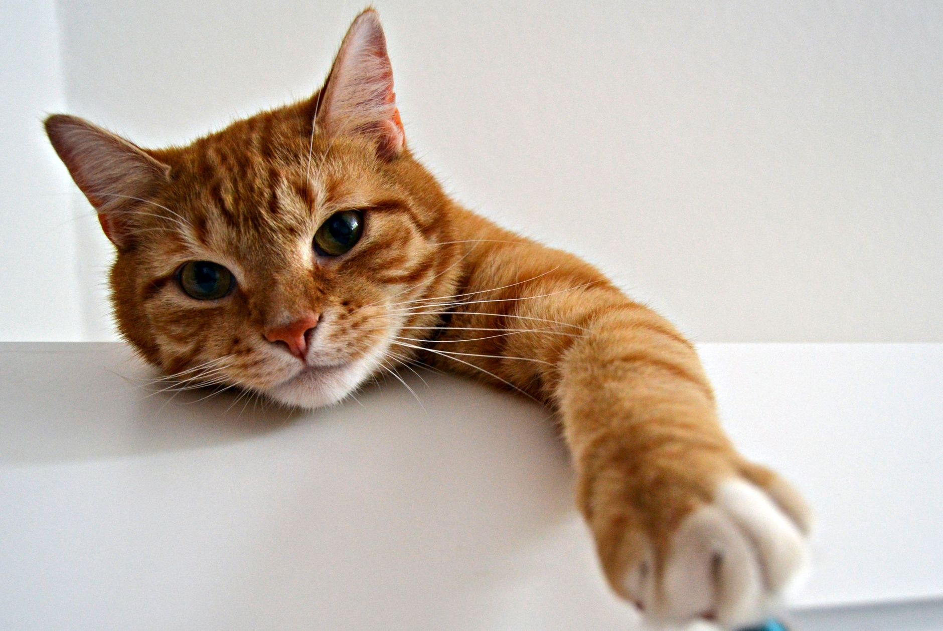 Tabby Cats Explained: Characteristics, Behaviors and Why They're Beloved Pets - Featured image