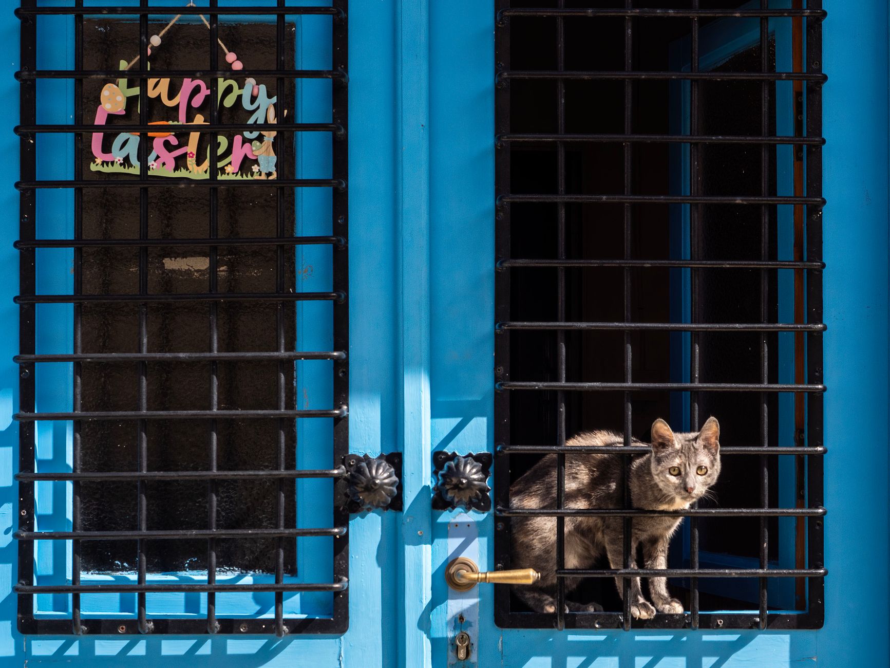 Trapped Cats in Redford Township Home: Animal Control Response Delayed to Monday - Featured image