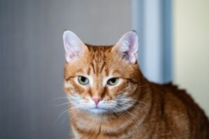 Unexpected Pet Friendship: Inside the Bond Between Cats and Dogs - Featured image