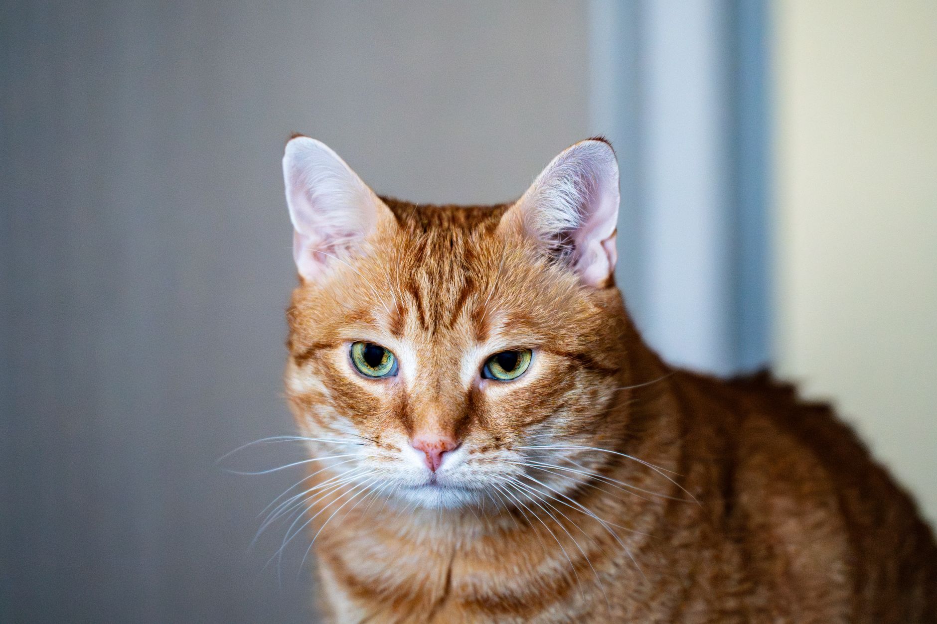 Unexpected Pet Friendship: Inside the Bond Between Cats and Dogs - Featured image
