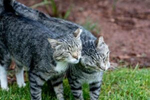 Unlikely bonding emerges between recovered bird and anxious tabby house cat - Featured image