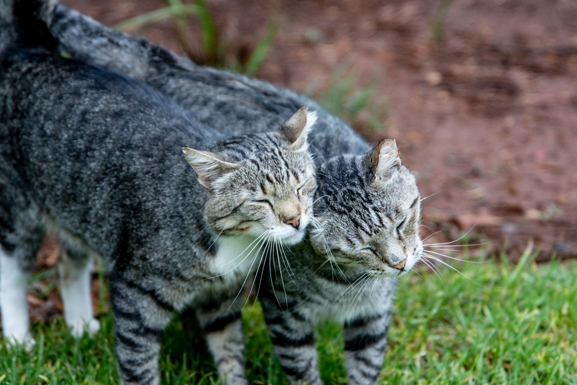 Unlikely bonding emerges between recovered bird and anxious tabby house cat - Featured image