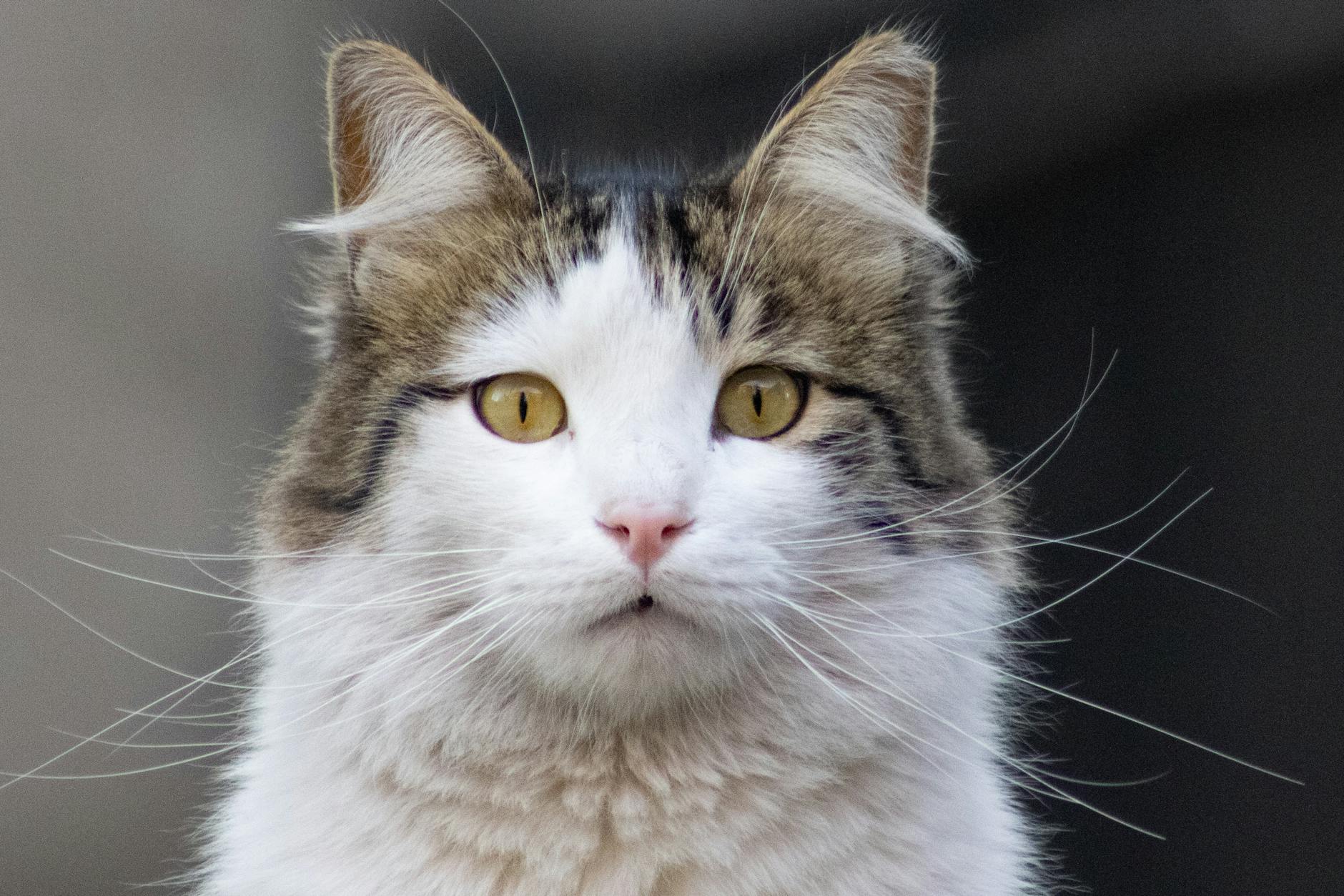 WHAT ARE THE MAIN DANGERS OF CANDLES FOR CATS?